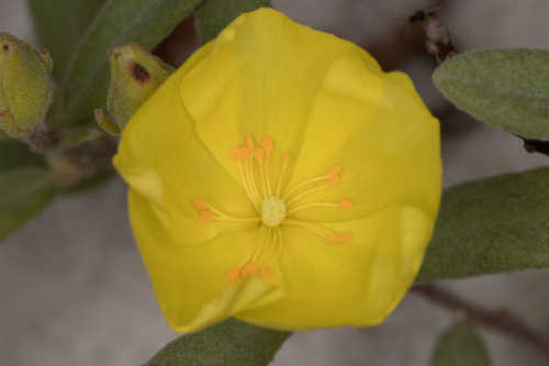 Helianthemum arenicola #20